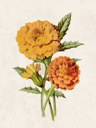 Hermosas flores florecientes ilustración. Acuarela digital con inspiración vintage sobre un fondo beige grunge.