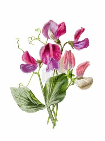 Schöne blühende Blumen Illustration. Digitales Aquarell mit Vintage-Inspiration auf weißem Hintergrund.