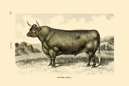 Ilustración Bull. Dibujo de tinta vintage sobre fondo beige. Alrededor de 1880