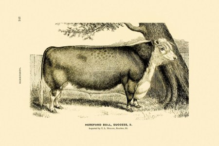 Illustration Bull. Dessin à l'encre vintage sur fond beige. Vers 1880