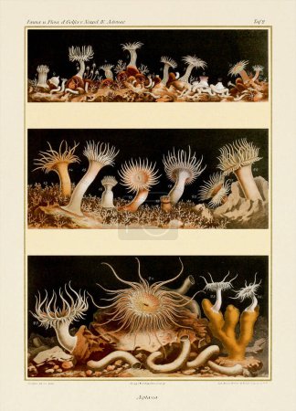 Sea Anemones. Vintage Zoological illustration. Circa 1884