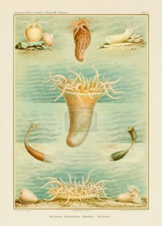 Anémonas marinas. Ilustración Zoológica Vintage. Alrededor de 1884