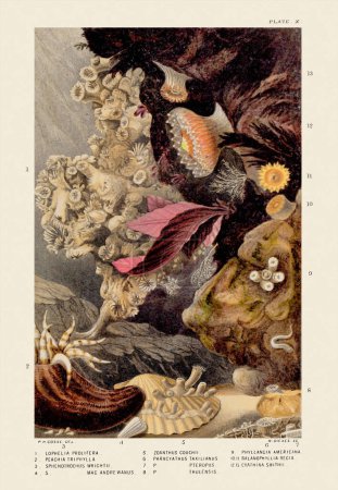 Sea Anemones and Corals. Ilustración Zoológica Vintage. Alrededor de 1860