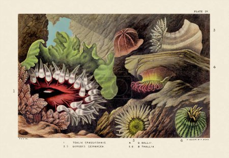 Sea Anemones and Corals. Vintage Zoological illustration. Circa 1860