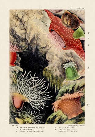 Sea Anemones and Corals. Ilustración Zoológica Vintage. Alrededor de 1860
