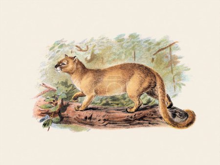 Wild Cat illustration. Digital watercolor in a vintage style on a beige background.