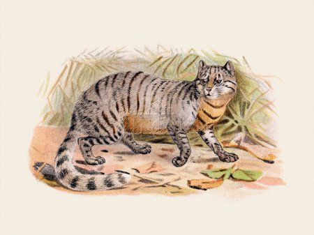 Wild Cat illustration. Digitales Aquarell im Vintage-Stil auf beigem Hintergrund.