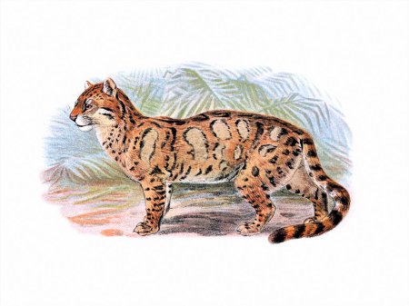 Wild Cat illustration. Digitales Aquarell im Vintage-Stil auf weißem Hintergrund.