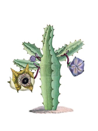 Blooming Stapelia. Vibrant botanical illustration isolated on a white background, inspired by vintage style.