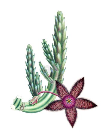 Blooming Stapelia. Vibrant botanical illustration isolated on a white background, inspired by vintage style.