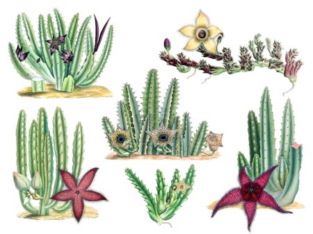 Blooming Stapelia Plants Collection. Vibrant botanical illustration isolated on a white background, inspired by vintage style.