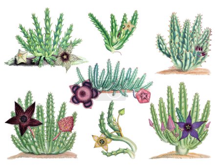 Blühende Stapelien Pflanzen Sammlung. Lebendige botanische Illustration auf weißem Hintergrund, inspiriert vom Vintage-Stil.