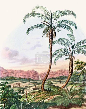 Beautiful Palm Landscape: Botanical palm trees illustration in their natural habitat.