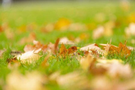 Foto de Las hojas secas yacen en el jardín - Imagen libre de derechos