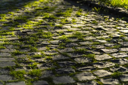 Téléchargez les photos : Belle texture de pavés herbeux. fond de route en pierre - en image libre de droit