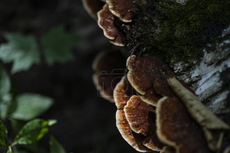 Photo for Mushrooms grow on a tree. Mushrooms on a rotten tree - Royalty Free Image