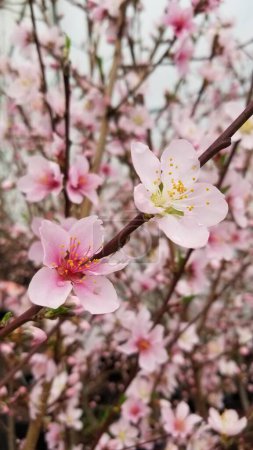 Téléchargez les photos : Photo rapprochée de fleurs de cerisier rose au printemps avec plus de fleurs en arrière-plan. - en image libre de droit
