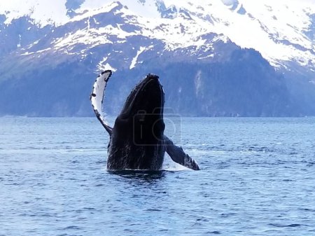 Photo for Whale in Alaska gracefully breaching out of the sea, back is headed towards the camera. One fin is raised and curved, while the other is down towards the water. Snow covered mountains in the distance. - Royalty Free Image