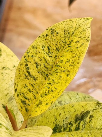 Nahaufnahme eines neuen Blattes auf einem Ficus elastica 'Shivereana' oder einem bunten Gummibaum. Die Blätter sind stark buntgefärbt, mit einer gelben Basis und dunkelgrünen Flecken.