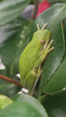 Téléchargez les photos : Grenouille verte reposant à plat sur une feuille de camélia. La grenouille a les yeux bruns et la peau vert vif et bosselée. - en image libre de droit