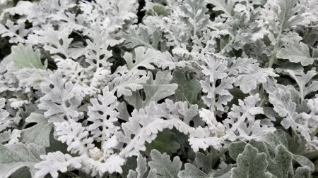 Photo for Lace leaf Dusty Miller plants grouped together. They have fuzzy, white leaves with the occasional glimpse of green. - Royalty Free Image