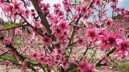 Pfirsichbaum in voller Blüte.In der Nähe von Mount Carmel .Israel