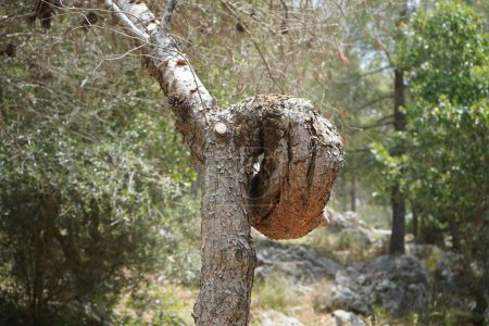 Photo for Unusual of a tree trunk.Like Superman made a noose out of pine - Royalty Free Image