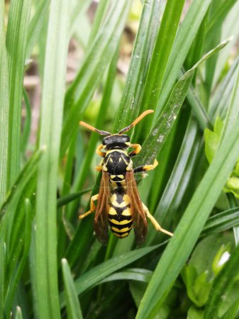 Photo for Wasp sitting on Green Grass leaves. Closeup of a wasp on a plant in the garden. The dangerous yellow-and-black striped common Wasp sits on leaves. - Royalty Free Image