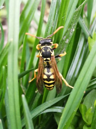 Photo for Wasp sitting on Green Grass leaves. Closeup of a wasp on a plant in the garden. The dangerous yellow-and-black striped common Wasp sits on leaves. - Royalty Free Image