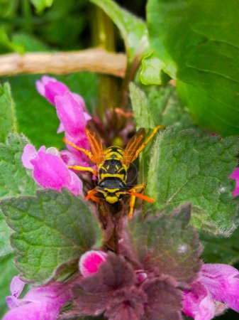 Photo for Wasp sitting on Purple Flower leaves. Closeup of a wasp on a plant in the garden. The dangerous yellow-and-black striped common Wasp sits on leaves. - Royalty Free Image