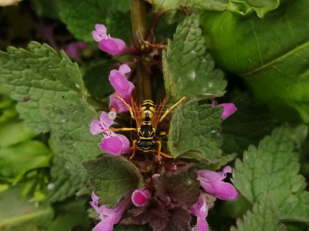 Photo for Wasp sitting on Purple Flower leaves. Closeup of a wasp on a plant in the garden. The dangerous yellow-and-black striped common Wasp sits on leaves. - Royalty Free Image
