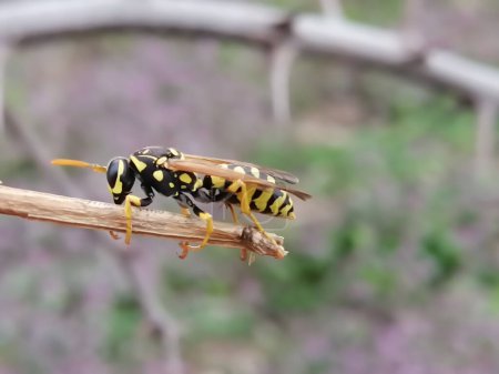 Photo for Wasp sitting on Branch. Closeup of a wasp on a plant in the garden. The dangerous yellow-and-black striped common Wasp sits on leaves. - Royalty Free Image