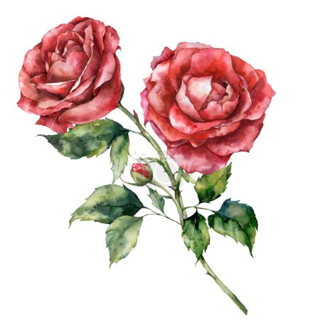 Watercolor Christmas red rose bouquet. Hand painted holiday flowers and bud isolated on white background. Illustration for design, print, fabric or background