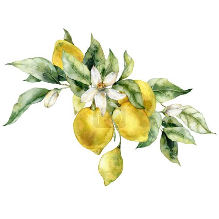 Aquarell tropisches Bouquet von reifen Zitronen, Blumen und Blättern. Handbemalter Zweig frischer gelber Früchte isoliert auf weißem Hintergrund. Leckere Essensillustration für Design, Druck, Stoff, Hintergrund