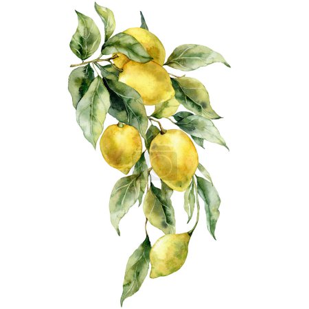 Watercolor tropical bouquet of ripe lemons and leaves. Hand painted branch of fresh yellow fruits isolated on white background. Tasty food illustration for design, print, fabric or background