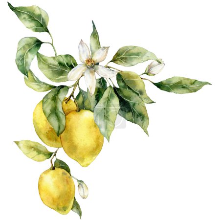 Aquarell tropisches Bouquet von reifen Zitronen, Blättern und Blumen. Handbemalter Zweig frischer gelber Früchte isoliert auf weißem Hintergrund. Leckere Essensillustration für Design, Druck, Stoff, Hintergrund