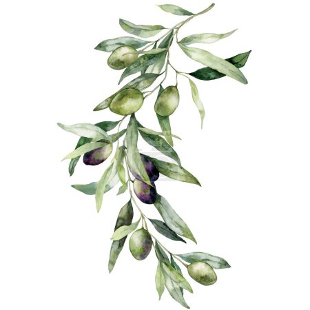 Téléchargez les photos : Carte aquarelle de branches d'olivier aux baies noires et vertes. Bouquet nature peint à la main isolé sur fond blanc. Illustration de plantes pour la conception, l'impression, le tissu ou le fond - en image libre de droit