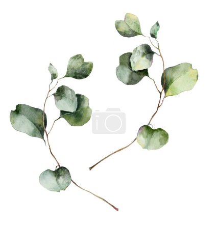 Téléchargez les photos : Aquarelle ensemble floral de branches d'eucalyptus avec des feuilles et des graines. Éléments naturels peints à la main isolés sur fond blanc. Illustration pour design, impression, tissu ou fond - en image libre de droit