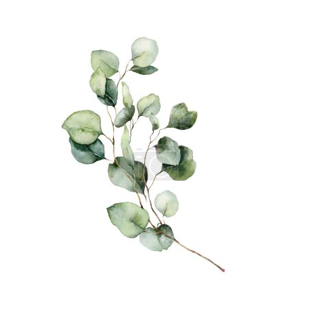Téléchargez les photos : Carte florale aquarelle de branches d'eucalyptus avec feuilles et graines. Affiche peinte à la main de bouquet d'eucalyptus isolé sur fond blanc. Illustration pour design, impression, tissu ou fond - en image libre de droit