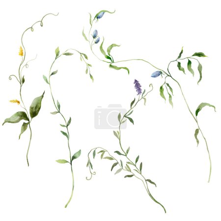 Aquarell florales Set von Wildkräutern und Blume. Handbemalte Pflanzen Elemente isoliert auf weißem Hintergrund. Outdoor-Illustration für Design, Druck, Stoff oder Hintergrund