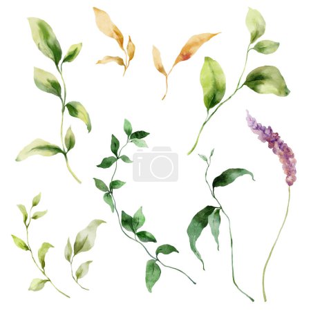 Watercolor floral set of wild meadow flower and herbs. Hand painted plants elements isolated on white background. Outdoor illustration for design, print, fabric or background