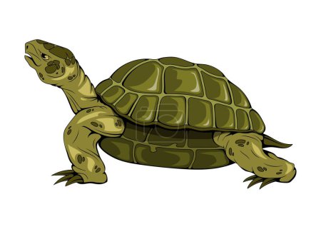 Téléchargez les illustrations : Tortue de mer. Illustration vectorielle d'un animal marin. Sauver une tortue - en licence libre de droit