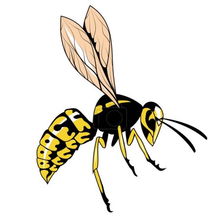 Avispa. Ilustración vectorial de un avispón o abeja. Peligroso insecto rayado