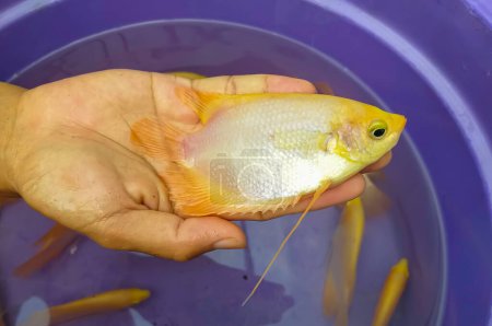 Photo for Measuring Giant gourami fish size with palm. Selective focus. Giant gourami fish (Ospheronemus Gouramy) is species of large gourami native to freshwater habitats in Southeast Asia. - Royalty Free Image