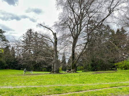 Foto de Parque con tierra abierta, árboles talados y banco vacío. - Imagen libre de derechos