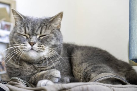 Foto de Adulto gris gato taquigrafía acostado en mochila durmiendo. - Imagen libre de derechos