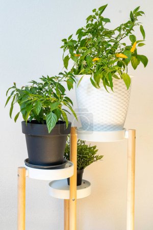 Foto de Plantas domésticas de pimiento Agudo Amarillo (Capsicum annuum) sobre maceta de plástico. - Imagen libre de derechos