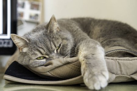 Foto de Adulto gris gato taquigrafía con ojos amarillos perezosos acostado en la mochila, mirando a la cámara. - Imagen libre de derechos
