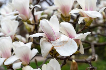 Foto de Hermosas flores de magnolia primaveral en una rama de árbol, con enfoque selectivo. - Imagen libre de derechos