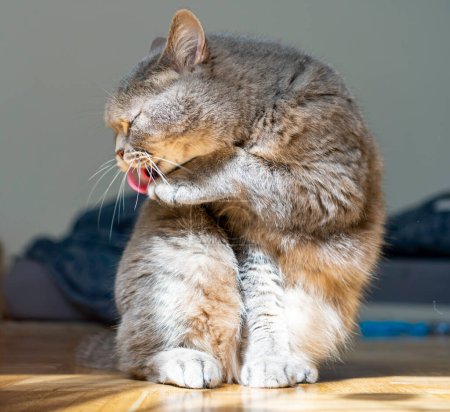 Foto de Adulto gris gato taquigrafía con ojos amarillos sentado en el suelo mientras lamiendo su pata. - Imagen libre de derechos